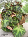 بگونیا برگی (رکس)